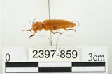 中文名:黃球胸叩頭蟲(2397-859)學名:Hemiops flava Laporte de Castelnau, 1838(2397-859)