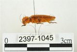 中文名:黃球胸叩頭蟲(2397-1045)學名:Hemiops flava Laporte de Castelnau, 1838(2397-1045)