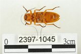 中文名:黃球胸叩頭蟲(2397-1045)學名:Hemiops flava Laporte de Castelnau, 1838(2397-1045)