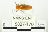 中文名:黃球胸叩頭蟲(5827-170)學名:Hemiops flava Laporte de Castelnau, 1838(5827-170)