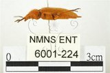 中文名:黃球胸叩頭蟲(6001-224)學名:Hemiops flava Laporte de Castelnau, 1838(6001-224)