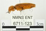 中文名:黃球胸叩頭蟲(6711-123)學名:Hemiops flava Laporte de Castelnau, 1838(6711-123)