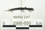中文名:藍翅扁甲(2998-650)學名:Cucujus mniszechi Grouvelle, 1874(2998-650)