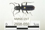 中文名:藍翅扁甲(2998-650)學名:Cucujus mniszechi Grouvelle, 1874(2998-650)