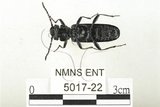 中文名:藍翅扁甲(5017-22)學名:Cucujus mniszechi Grouvelle, 1874(5017-22)