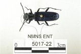 中文名:藍翅扁甲(5017-22)學名:Cucujus mniszechi Grouvelle, 1874(5017-22)
