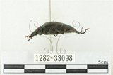 中文名:大擬步行蟲(1282-33098)學名:Andocamaria formosana (Pic, 1930)(1282-33098)中文別名:大迴木蟲