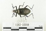 中文名:大擬步行蟲(1282-33098)學名:Andocamaria formosana (Pic, 1930)(1282-33098)中文別名:大迴木蟲