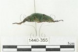 中文名:大擬步行蟲(1440-355)學名:Andocamaria formosana (Pic, 1930)(1440-355)中文別名:大迴木蟲