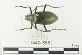 中文名:大擬步行蟲(1440-355)學名:Andocamaria formosana (Pic, 1930)(1440-355)中文別名:大迴木蟲