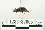 中文名:大偽瓢甲(1282-32605)學名:Eumorphus quadriguttatus pulchripes Gerstaecker, 1857(1282-32605)中文別名:大擬瓢蟲