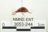 中文名:大偽瓢甲(3653-244)學名:Eumorphus quadriguttatus pulchripes Gerstaecker, 1857(3653-244)中文別名:大擬瓢蟲