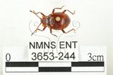 中文名:大偽瓢甲(3653-244)學名:Eumorphus quadriguttatus pulchripes Gerstaecker, 1857(3653-244)中文別名:大擬瓢蟲