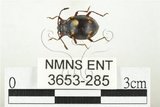 中文名:大偽瓢甲(3653-285)學名:Eumorphus quadriguttatus pulchripes Gerstaecker, 1857(3653-285)中文別名:大擬瓢蟲