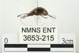 中文名:大偽瓢甲(3653-215)學名:Eumorphus quadriguttatus pulchripes Gerstaecker, 1857(3653-215)中文別名:大擬瓢蟲