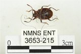 中文名:大偽瓢甲(3653-215)學名:Eumorphus quadriguttatus pulchripes Gerstaecker, 1857(3653-215)中文別名:大擬瓢蟲