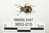 中文名:大偽瓢甲(3653-215)學名:Eumorphus quadriguttatus pulchripes Gerstaecker, 1857(3653-215)中文別名:大擬瓢蟲