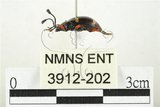 中文名:大偽瓢甲(3912-202)學名:Eumorphus quadriguttatus pulchripes Gerstaecker, 1857(3912-202)中文別名:大擬瓢蟲