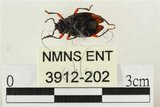 中文名:大偽瓢甲(3912-202)學名:Eumorphus quadriguttatus pulchripes Gerstaecker, 1857(3912-202)中文別名:大擬瓢蟲