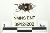 中文名:大偽瓢甲(3912-202)學名:Eumorphus quadriguttatus pulchripes Gerstaecker, 1857(3912-202)中文別名:大擬瓢蟲