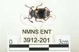 中文名:大偽瓢甲(3912-201)學名:Eumorphus quadriguttatus pulchripes Gerstaecker, 1857(3912-201)中文別名:大擬瓢蟲
