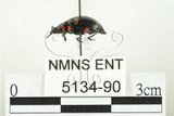 中文名:大偽瓢甲(5134-90)學名:Eumorphus quadriguttatus pulchripes Gerstaecker, 1857(5134-90)中文別名:大擬瓢蟲