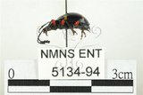 中文名:大偽瓢甲(5134-94)學名:Eumorphus quadriguttatus pulchripes Gerstaecker, 1857(5134-94)中文別名:大擬瓢蟲