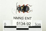 中文名:大偽瓢甲(5134-92)學名:Eumorphus quadriguttatus pulchripes Gerstaecker, 1857(5134-92)中文別名:大擬瓢蟲