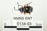 中文名:大偽瓢甲(5134-93)學名:Eumorphus quadriguttatus pulchripes Gerstaecker, 1857(5134-93)中文別名:大擬瓢蟲