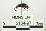 中文名:大偽瓢甲(5134-97)學名:Eumorphus quadriguttatus pulchripes Gerstaecker, 1857(5134-97)中文別名:大擬瓢蟲