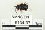 中文名:大偽瓢甲(5134-97)學名:Eumorphus quadriguttatus pulchripes Gerstaecker, 1857(5134-97)中文別名:大擬瓢蟲
