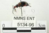 中文名:大偽瓢甲(5134-96)學名:Eumorphus quadriguttatus pulchripes Gerstaecker, 1857(5134-96)中文別名:大擬瓢蟲