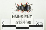 中文名:大偽瓢甲(5134-96)學名:Eumorphus quadriguttatus pulchripes Gerstaecker, 1857(5134-96)中文別名:大擬瓢蟲