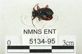 中文名:大偽瓢甲(5134-95)學名:Eumorphus quadriguttatus pulchripes Gerstaecker, 1857(5134-95)中文別名:大擬瓢蟲
