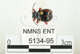 中文名:大偽瓢甲(5134-95)學名:Eumorphus quadriguttatus pulchripes Gerstaecker, 1857(5134-95)中文別名:大擬瓢蟲
