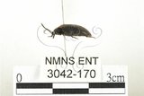 中文名:紅斑黑偽蕈甲(3042-170)學名:Penthe reitteri Nikitsky, 1998(3042-170)