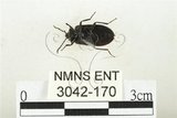 中文名:紅斑黑偽蕈甲(3042-17...