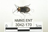 中文名:紅斑黑偽蕈甲(3042-170)學名:Penthe reitteri Nikitsky, 1998(3042-170)