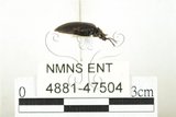 中文名:紅斑黑偽蕈甲(4881-47504)學名:Penthe reitteri Nikitsky, 1998(4881-47504)