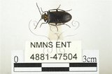 中文名:紅斑黑偽蕈甲(4881-47504)學名:Penthe reitteri Nikitsky, 1998(4881-47504)