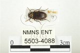 中文名:紅斑黑偽蕈甲(5503-4088)學名:Penthe reitteri Nikitsky, 1998(5503-4088)