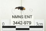 中文名:黃尾陸牙蟲(3442-979)學名:Sphaeridium dimidiatum Gory, 1834(3442-979)