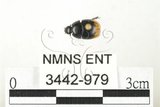 中文名:黃尾陸牙蟲(3442-979)學名:Sphaeridium dimidiatum Gory, 1834(3442-979)