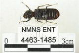中文名:斑長蠹蟲(4463-1485)學名:Lichenophanes carinipennis Lewis, 1896(4463-1485)