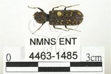 中文名:斑長蠹蟲(4463-1485)學名:Lichenophanes carinipennis Lewis, 1896(4463-1485)