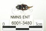 中文名:大紅斑出尾蟲(6001-34...