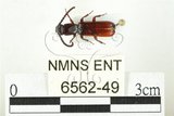 中文名:四縫捕蠹蟲(6562-49)學名:Passandra tenuicornis (Grouvelle, 1914)(6562-49)