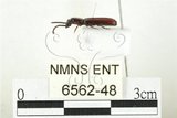 中文名:四縫捕蠹蟲(6562-48)學名:Passandra tenuicornis (Grouvelle, 1914)(6562-48)