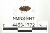 中文名:大長蕈甲(4463-1772)學名:Dastarcus longulus Sharp, 1885(4463-1772)