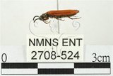 中文名:三溝長朽木蟲(2708-524)學名:Ivania coccinea Lewis, 1895(2708-524)中文別名:陷胸紅長朽木蟲